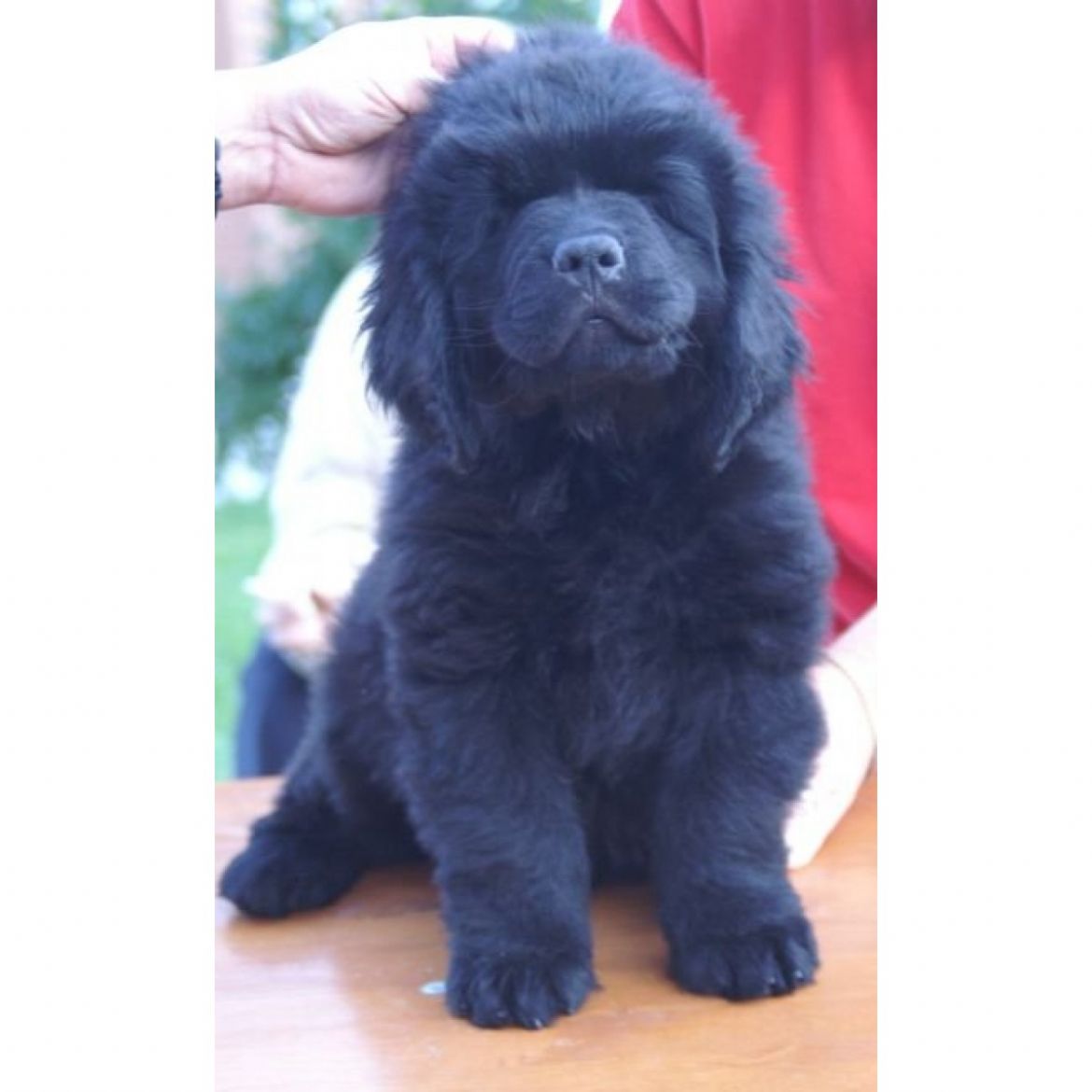 R Evelin + Phillipp's Avonaco Leon Bear (07-07-2006)